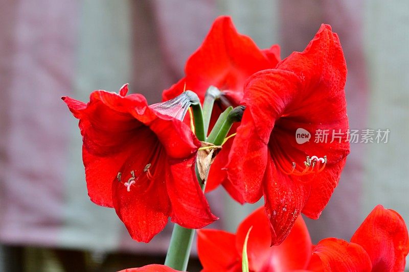 Hippeastrum /孤挺花